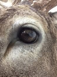 194x259 Deer Eyes (White Or Brown Sclera) Whitetail Deer - Painting Deer Eyes