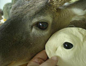 301x229 Eye Reference Cast - Painting Deer Eyes