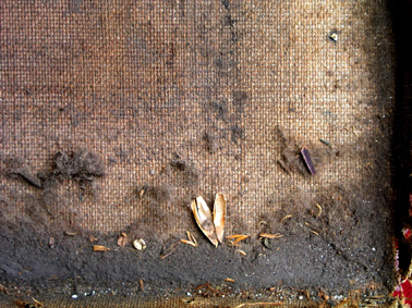 378x283 Borislava Nacheva - Painting Dirt