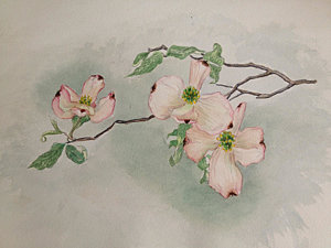 300x225 Dogwood Flower Paintings Fine Art America - Painting Dogwood Flowers