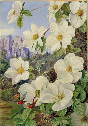 349x500 Kew Marianne North Gallery Painting 190 Foliage And Flowers - Painting Dogwood Flowers
