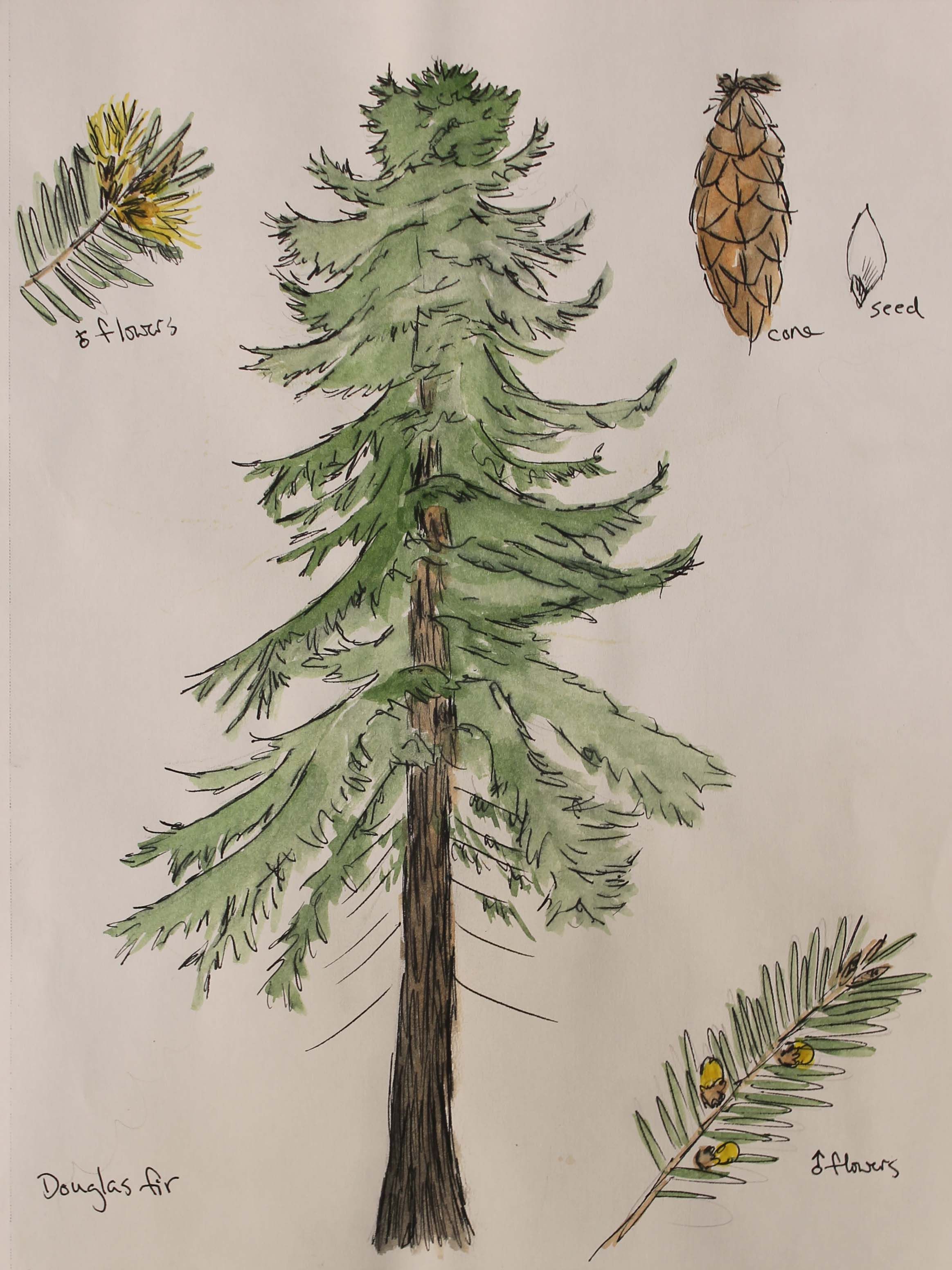 2327x3104 Douglas Fir Painting By E.lang Art Douglas Fir - Painting Douglas Fir