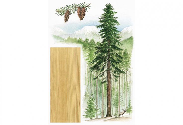 735x500 Douglas Fir - Painting Douglas Fir