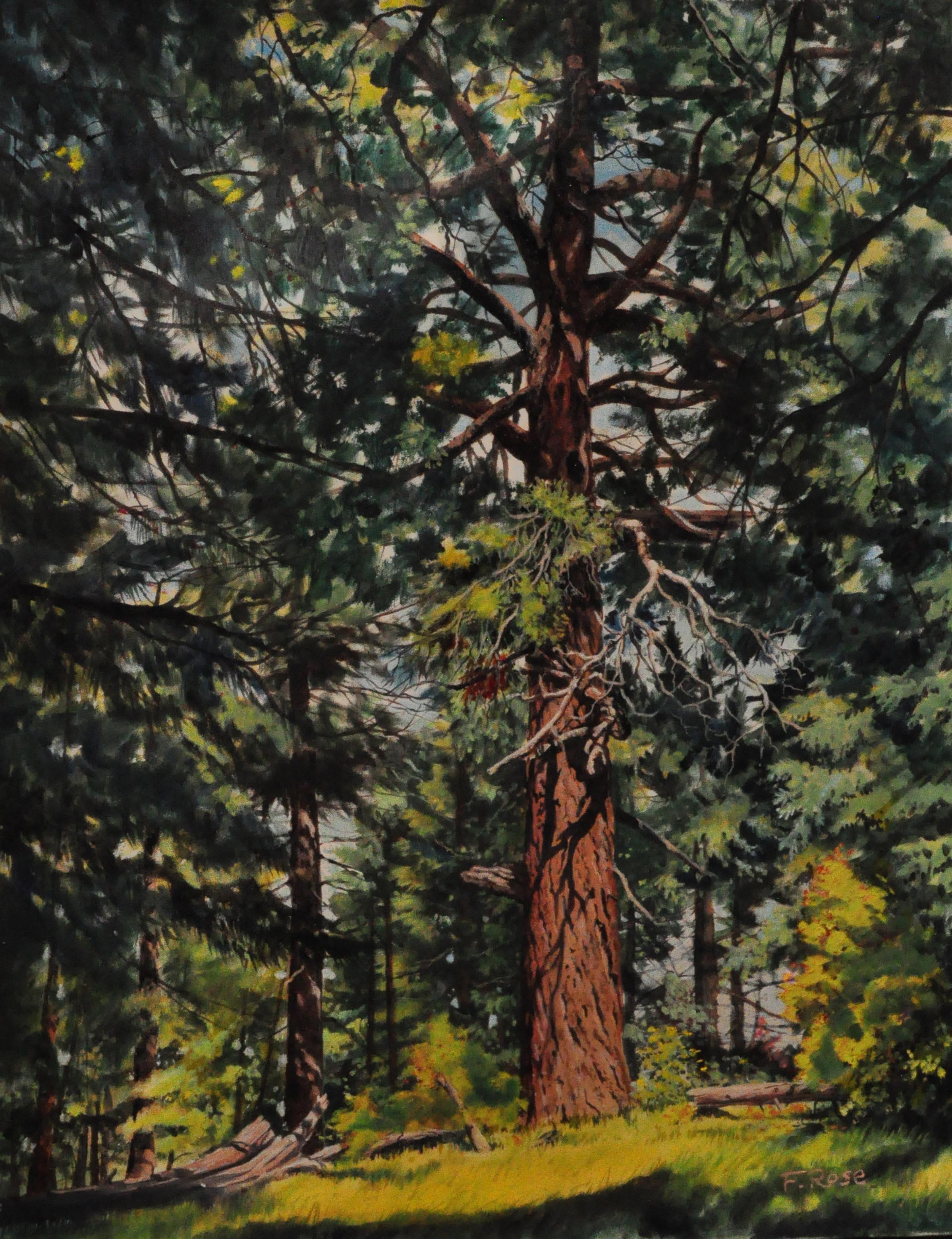 2397x3120 Frank S. Rose An Odd Plants, A Dead Bird And Lost Paintings - Painting Douglas Fir