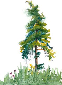236x326 How To Draw And Paint Evergreen Trees Douglas Fir - Painting Douglas Fir