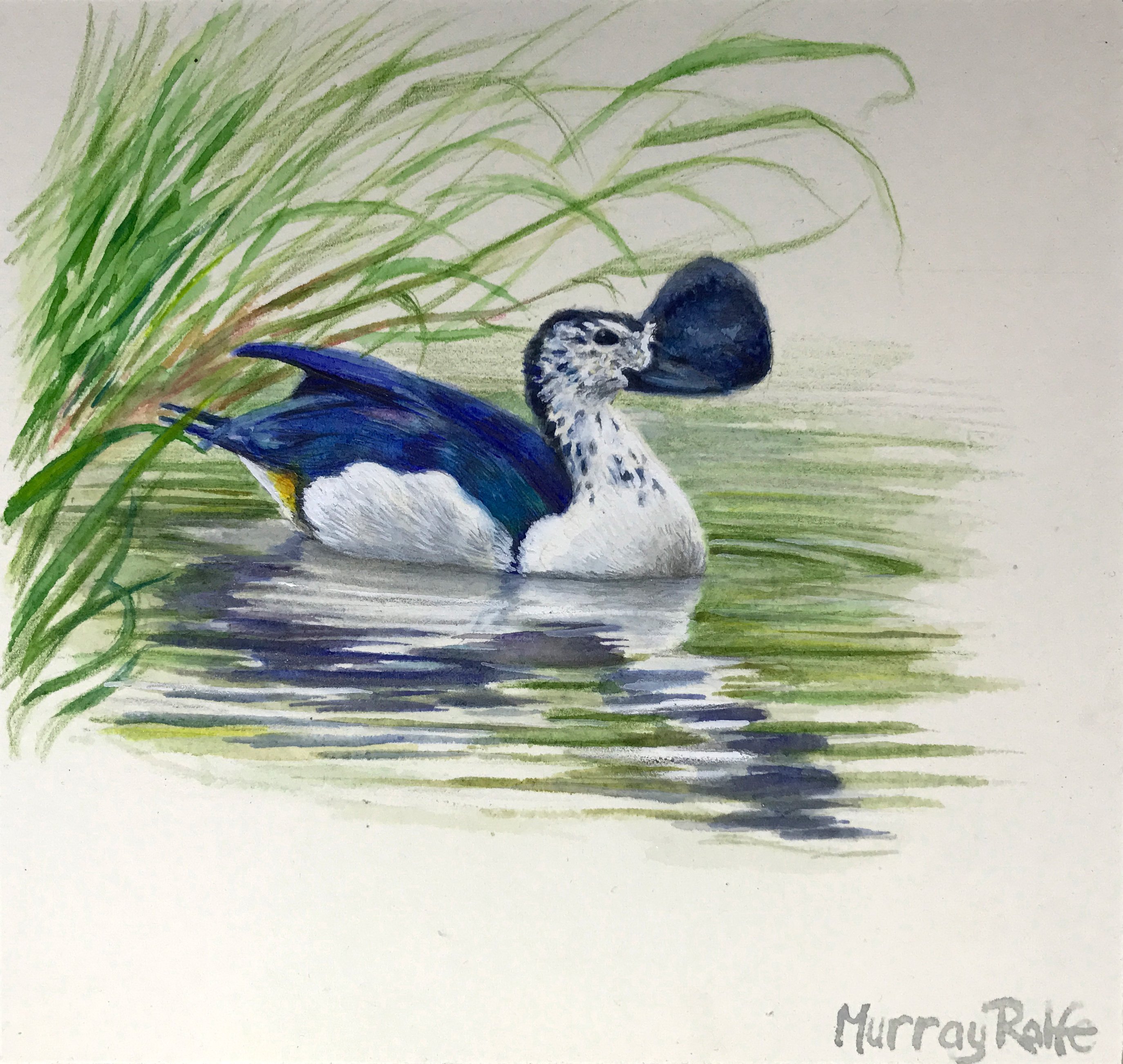 2748x2604 Knob Billed Duck Watercolour Painting Murray Ralfe Art - Painting Duck