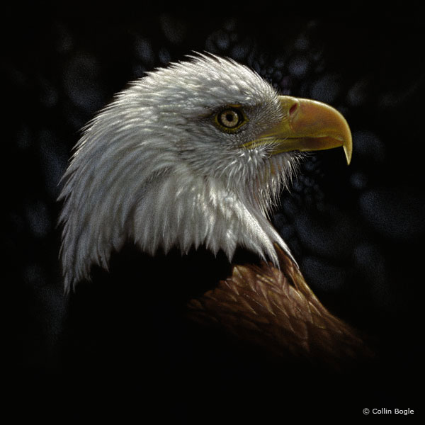 600x600 Bird Paintings, Bird Art Prints, Bald Eagle Artwork, Chickadee Artist - Painting Eagle