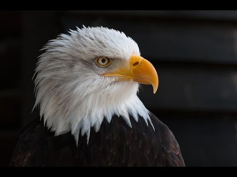 480x360 How To Paint A Realistic Bald Eagle With Acrylic Paint - Painting Eagle
