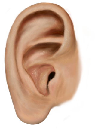 316x429 Painted Ear By Elysinos - Painting Ear