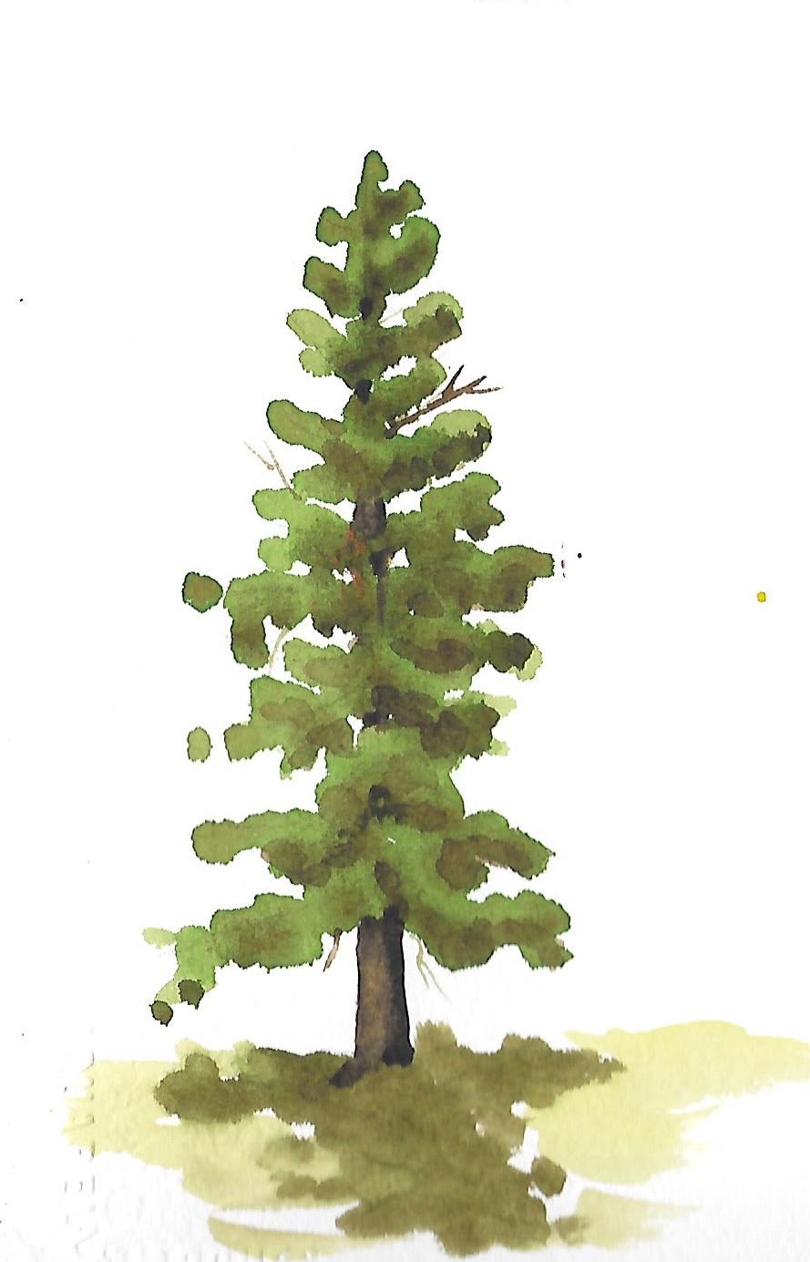 889x1385 How To Paint Trees - Painting Evergreen Trees