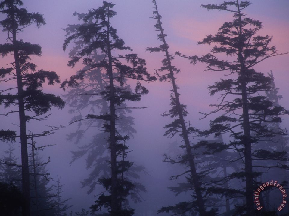 960x720 Raymond Gehman Morning Fog Shrouds Silhouetted Evergreen Trees - Painting Evergreen Trees