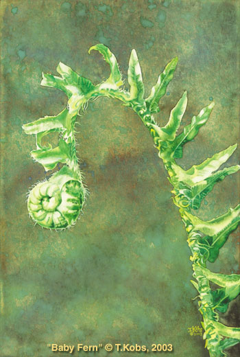 350x520 Fiddlehead Young Fern Plant Painting - Painting Fern