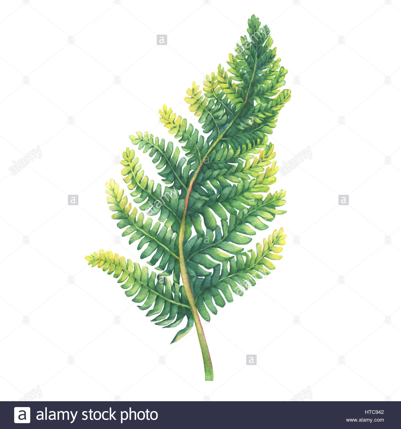 1300x1390 Green Fern Leaf. Polypodiopsida. Hand Drawn Watercolor Painting - Painting Fern