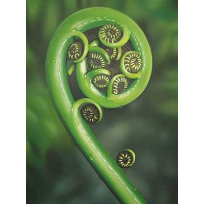 400x400 Bali Painting Realist Painting Fern - Painting Fern