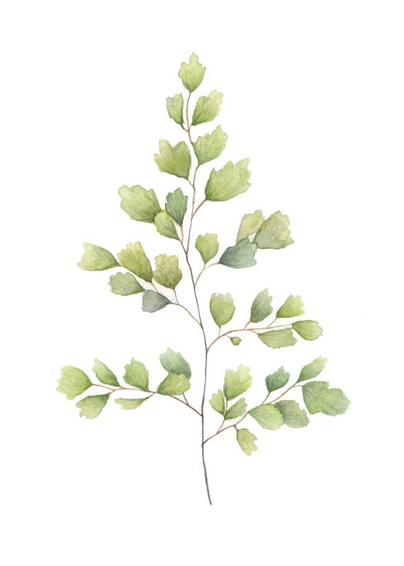 570x798 Fern No 1 Art Print - Painting Fern