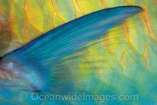 Painting Fish Scales With Acrylic at PaintingValley.com | Explore