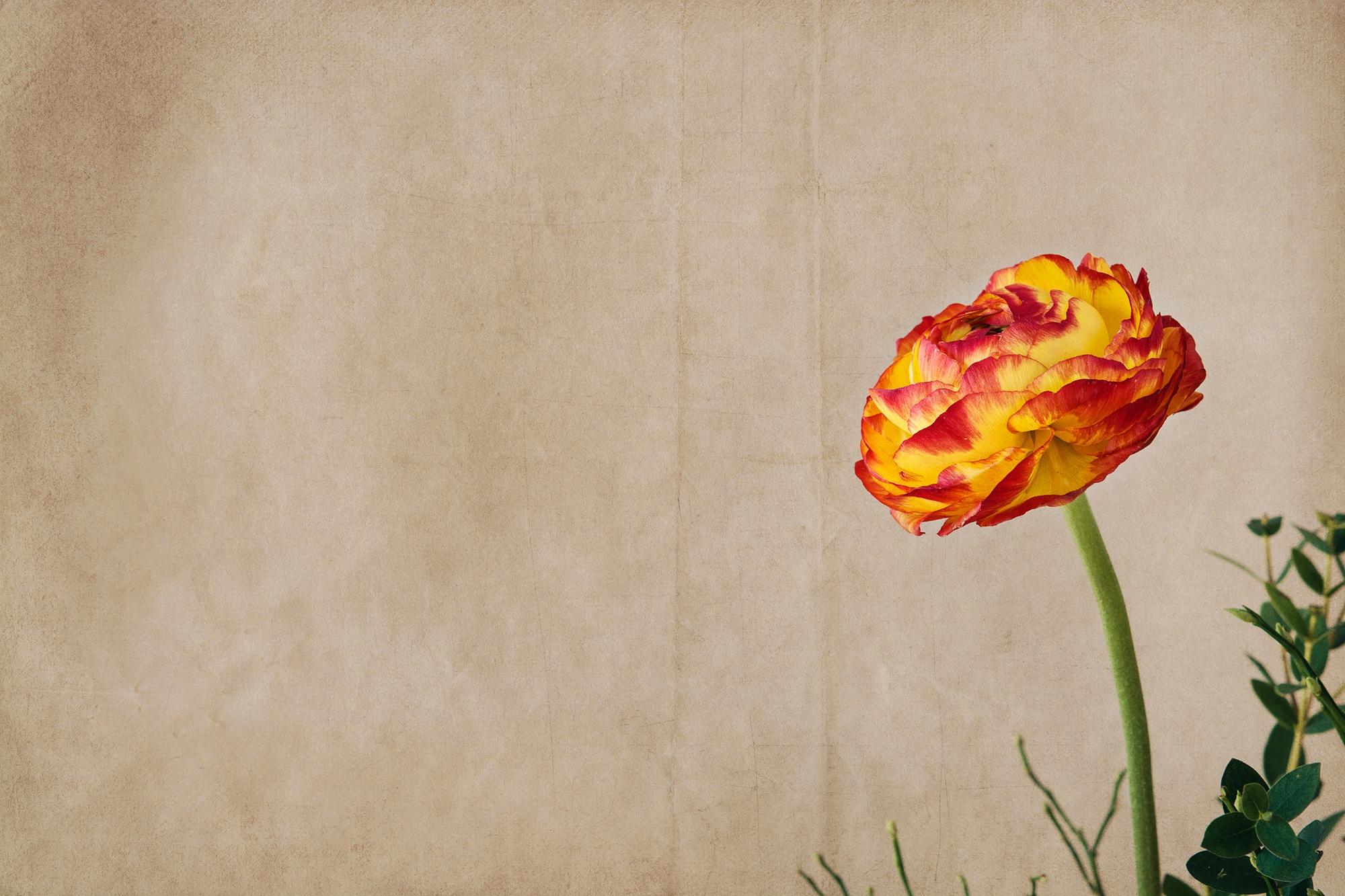 2000x1333 Free Images Blossom, Leaf, Petal, Bloom, Orange, Red, Color - Painting Flower Petals