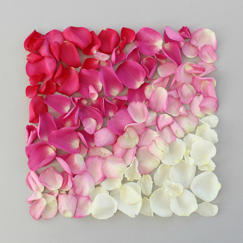 800x800 Scraps Of Us October 2015 - Painting Flower Petals