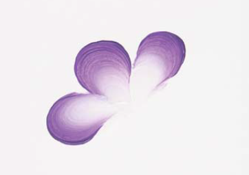 362x255 Basic Techniques Of One Stroke Flower Petal Painting - Painting Flower Petals