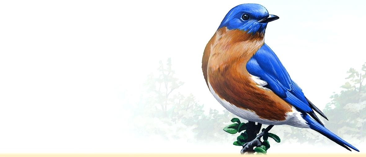 1180x509 Robin Bird Facts For Kids A Painting Of An Eastern Bluebird - Painting For Kids Pdf
