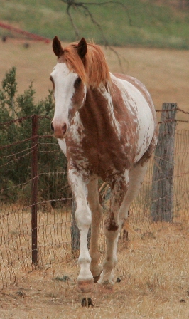 266x448 Hagia Sophia Winning Colours Farm - Painting Freedom Stallion