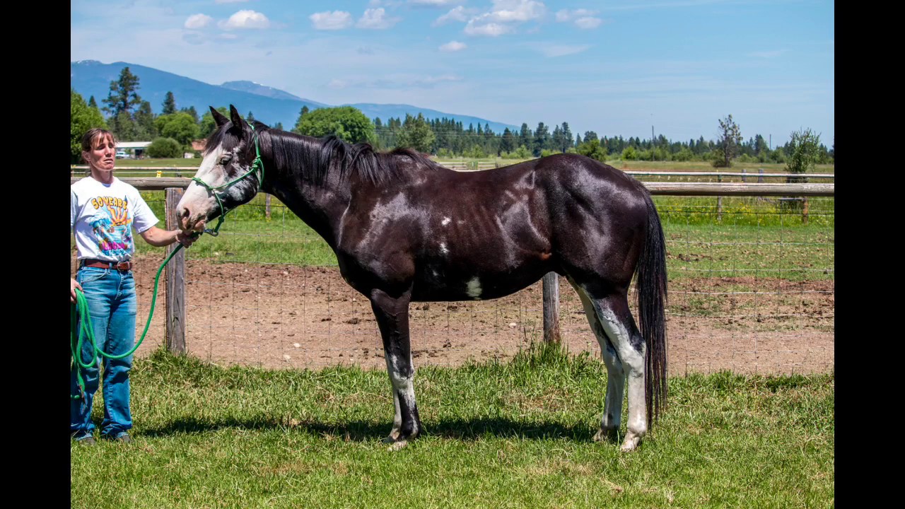 1280x720 Just Dandy, Dual Reg Jc Amp Apha True Black 3yo Painting Freedom - Painting Freedom Stallion