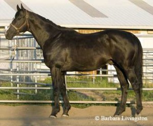 300x247 Matricule Painted Desert Farm - Painting Freedom Stallion