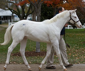 298x249 Momentum Continues - Painting Freedom Stallion