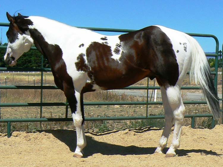 750x562 Paint Horse Stallion Freedom Winds Magic Horses Paints - Painting Freedom Stallion