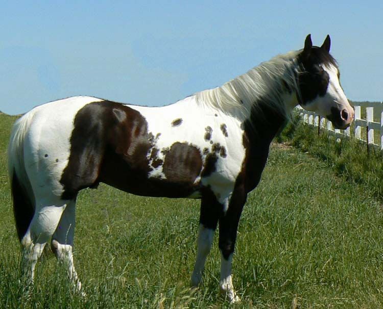 750x606 Paint Horse Stallion Freedom Winds Magic Horses Pintotobiano - Painting Freedom Stallion