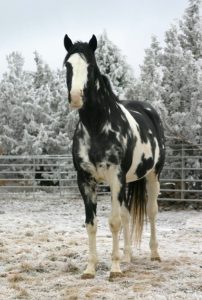202x300 Painting Freedom Painted Desert Farm - Painting Freedom Stallion