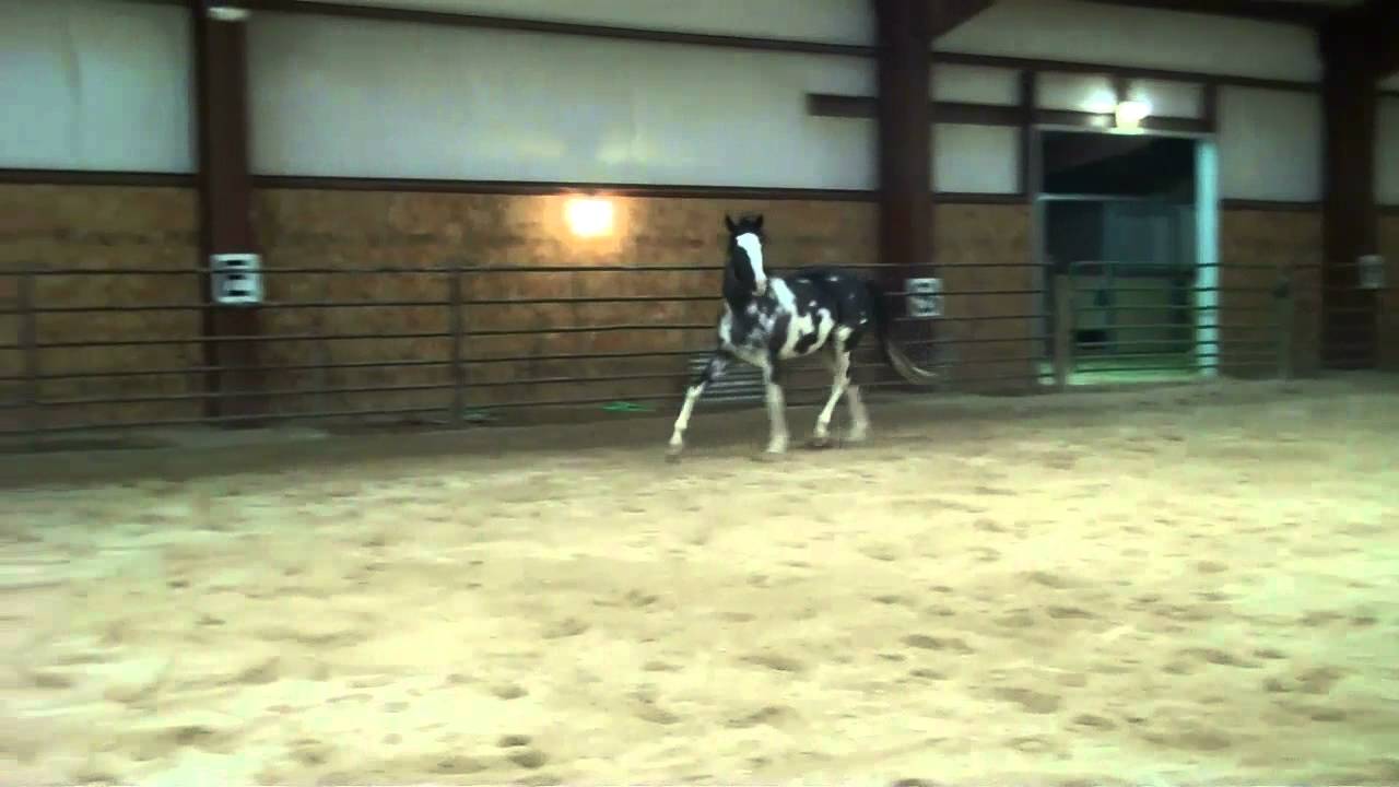 1280x720 Painting Freedom Black Amp White Overo Thoroughbred Stallion - Painting Freedom Stallion