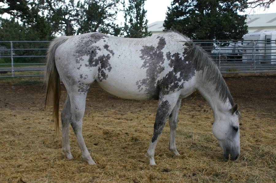 900x598 Pedigree Query View Topic - Painting Freedom Stallion