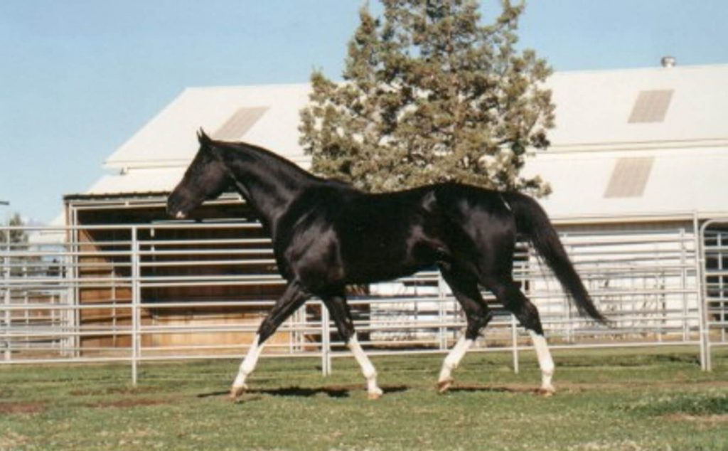 1024x634 Prince Stanley Painted Desert Farm - Painting Freedom Stallion