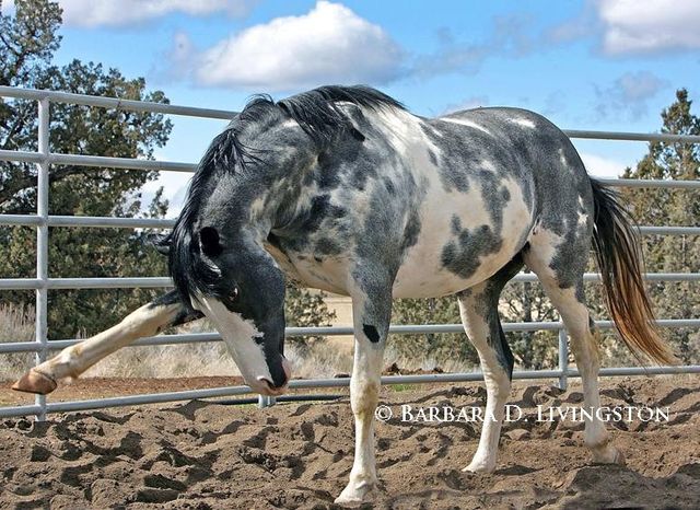 640x466 The Sport Horse Show And Breed Database - Painting Freedom Stallion