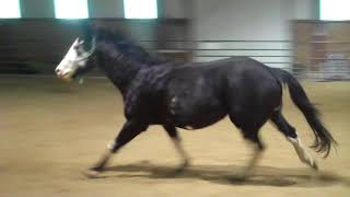 320x180 Thoroughbred Stallion Montbretia - Painting Freedom Stallion