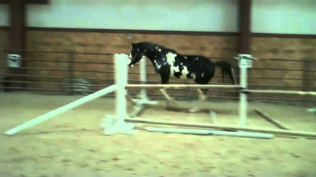 1280x720 Thoroughbred Stallion Painting Freedom First Free Jumping Lesson - Painting Freedom Stallion