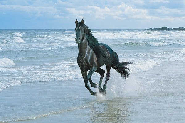 600x400 Running Horse Freedom - Painting Freedom Stallion