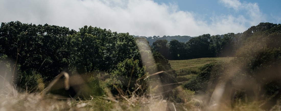 1100x436 Painting From Nature - Painting From Nature Com