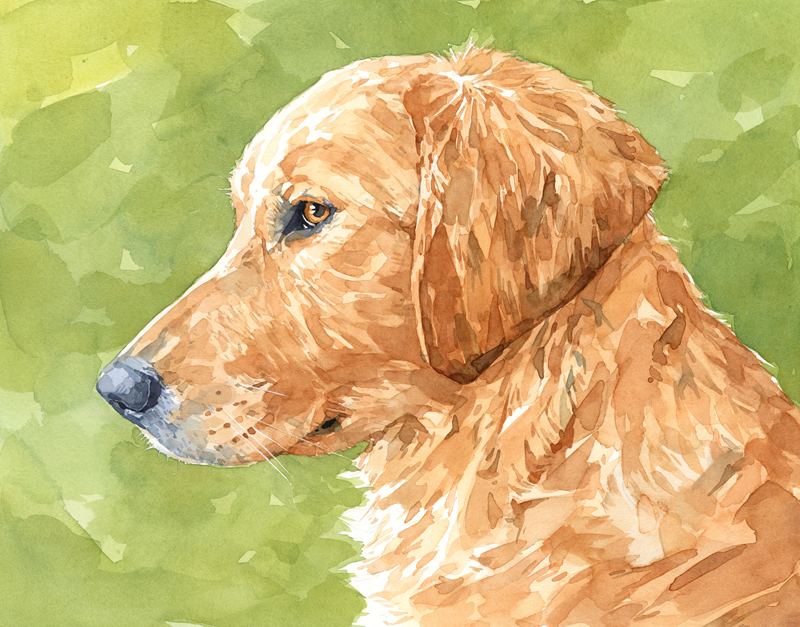 800x627 Golden Retriever Watercolor Painting David Scheirer Watercolors - Painting Golden Retrievers