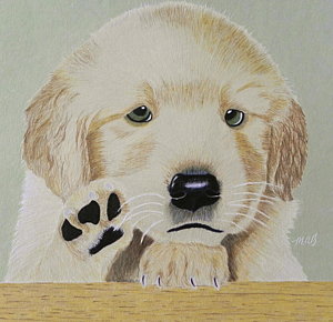 300x290 Golden Retriever Puppy Paintings - Painting Goldens