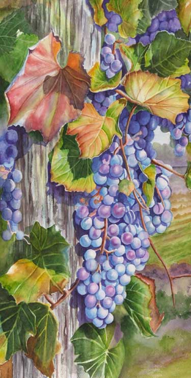 375x740 Watercolor Painting Demonstration Of Grapes On The Vine By Artist - Painting Grape
