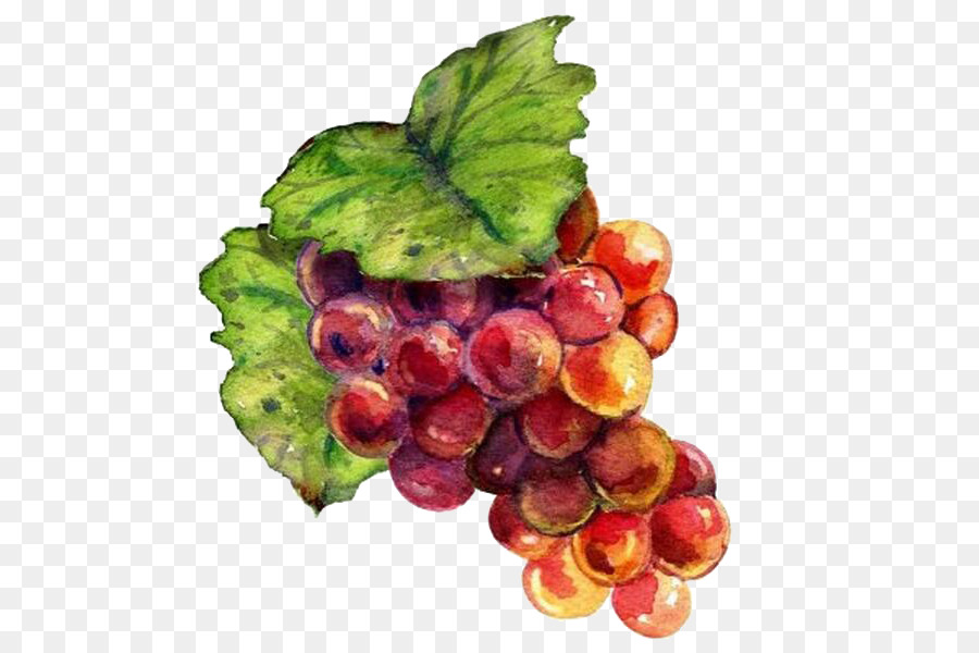 900x600 Wine Grape Drawing Raceme Painting - Painting Grape