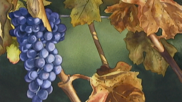 600x337 Watercolor Painting Demo How To Paint Grapes - Painting Grape Leaves