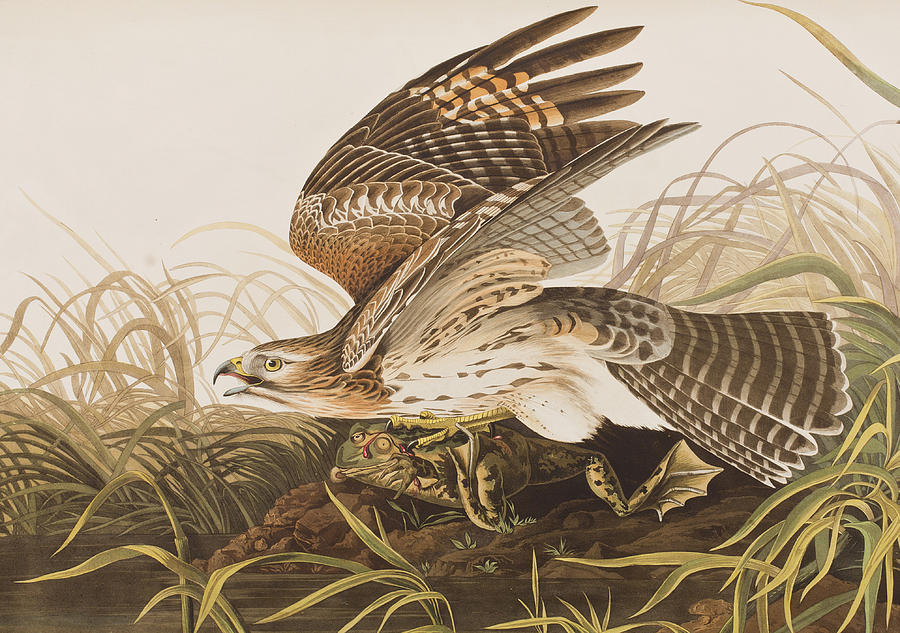 900x633 Winter Hawk Painting By John James Audubon - Painting Hawk
