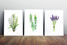 236x158 Herbs Watercolor Painting - Painting Herbs