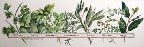 500x163 Herbs Barbara Philip - Painting Herbs