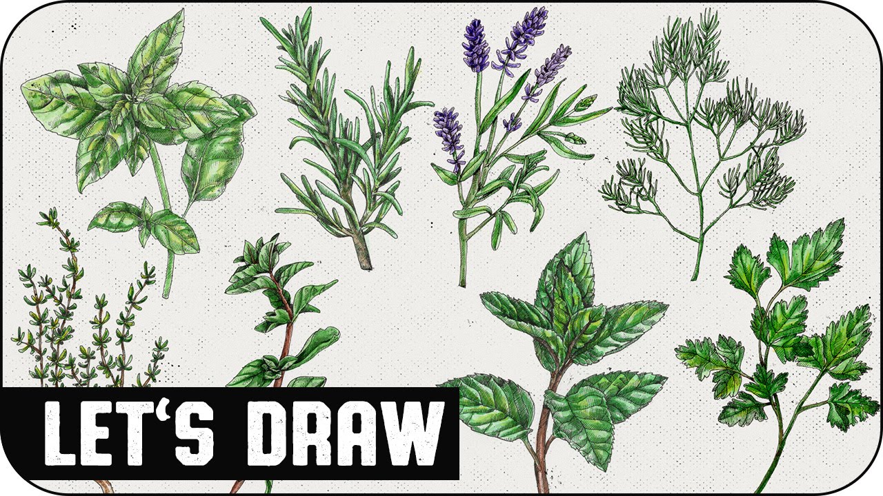 1280x720 Let's Draw Herbs (Speed Painting) Voidea - Painting Herbs