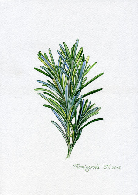 453x640 Original Watercolor Painting Collection On Ebay! - Painting Herbs