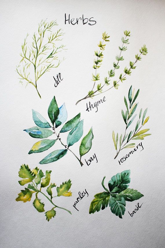 570x855 Original Watercolor Painting Herbs. Watercolour Art. This Is - Painting Herbs